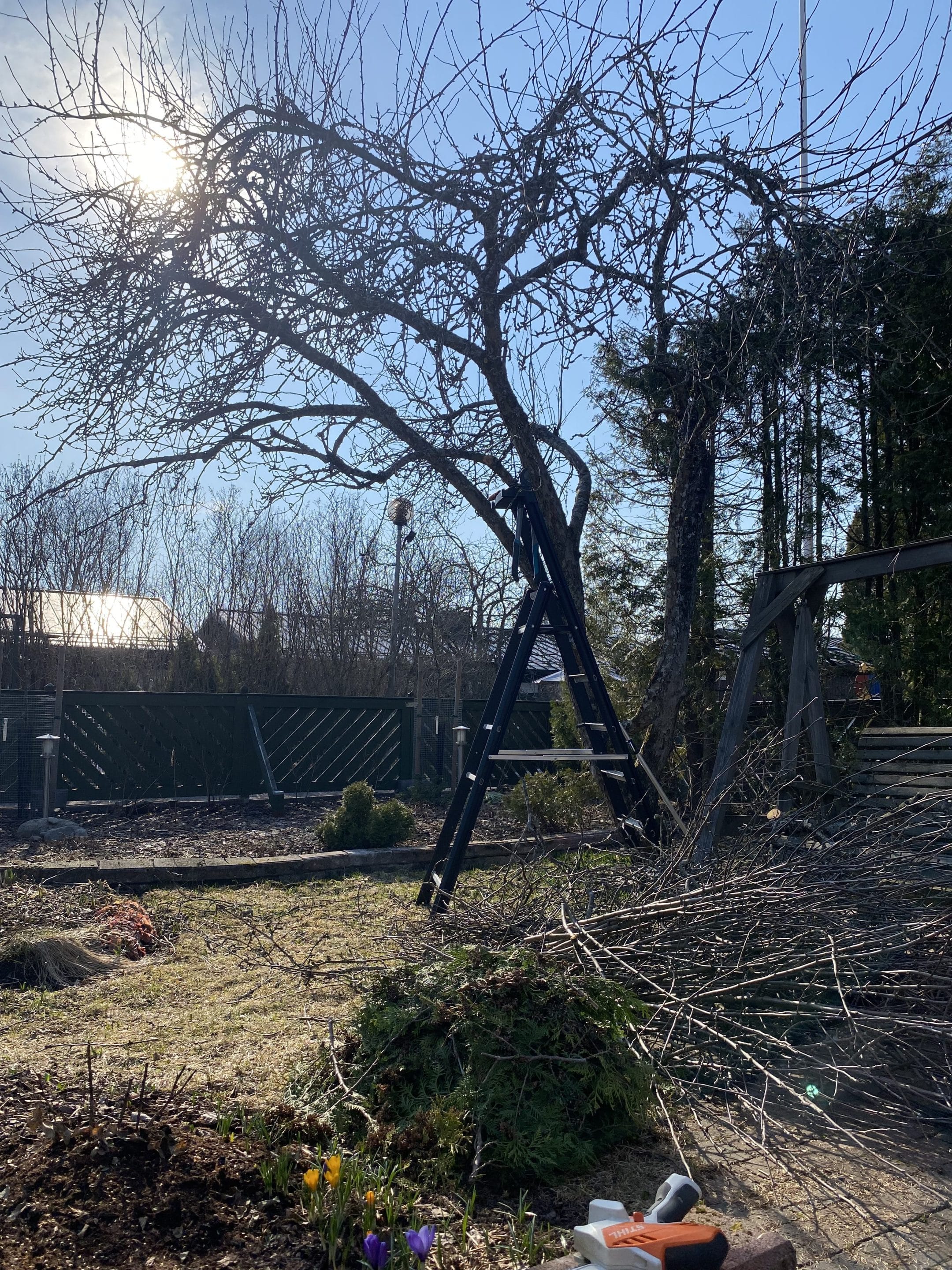 Omenapuu ennen leikkausta